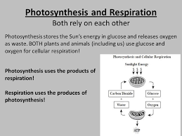 Check spelling or type a new query. Do Now 1 What Does Photosynthesis Produce 2 Why Are The Products Important 3 Where Do The Ingredients Needed For Photosynthesis Come From Ppt Download