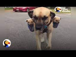 Check spelling or type a new query. Dog Carries Puppies On His Back The Dodo Youtube