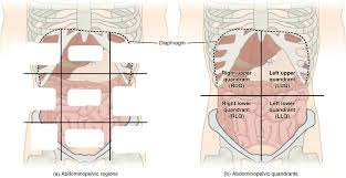 One division method, uses one median sagittal plane and one transverse plane that passes through the umbilicus at right angles. Pre Lab 1 Human Anatomy Lab Manual