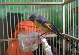 Tubuh burung pleci betina cenderung lebih pendek dan juga membulat. Makanan Utama Burung Mantenan Dan Ciri Khasnya Harga Burung