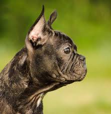 The french bulldog, despite a little funny and at the same time serious appearance, is famous for its gentle attitude towards the owner and his family. French Bulldog Names 100s Of Ideas To Inspire You