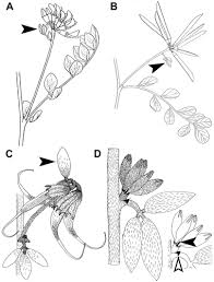 Image result for Antopetitia abyssinica