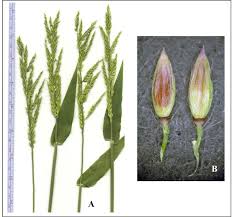 Image result for Eriochloa