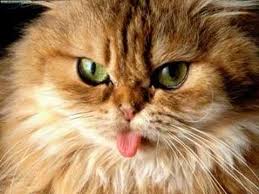Kucing Garong Youtube