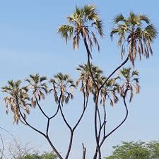 Image result for Raphia farinifera