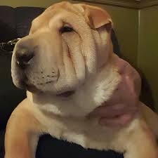 However, free pom dogs and puppies are a rarity as rescues usually charge a small adoption fee to cover their expenses (usually less than $200). Chinese Shar Pei Dog Breed Information And Pictures