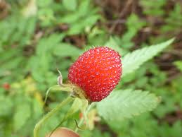 Image result for Rubus rosifolius
