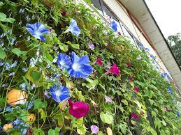 朝顔すだれ by お酒 （ID：6011687） - 写真共有サイト:PHOTOHITO