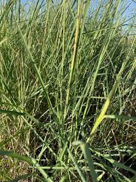 Image result for Ischaemum afrum