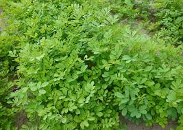 Image result for Indigofera
