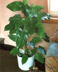 Elephant ears are tropical perennial plants grown for the appeal of the large leaves rather than for their flowers. Philodendron Domesticum Elephant Ear Philodendron Filters Formaldehyde Note Toxic To Cats Plants Nasa Plants Philodendron