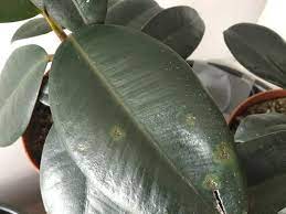 If your plant is outside: Brown Spots On Baby Rubber Plant Rubber Plant Plants Plant Leaves