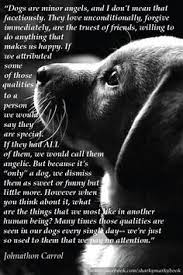 Inspirational Quote On Dogs From Carroll Dogs Are Angels Instagram Sharkymarkybook Dog Quotes Dog Poems Dogs