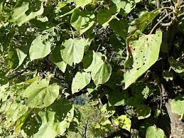 Image result for Dombeya torrida