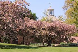 Photo Cherry Trees Wunderground Com Scottish Countryside English Garden Weather Underground