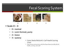 Health And Disease In Calves And Heifers Overview Common