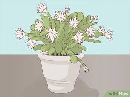 To conclude the topic, growing an easter cactus and care tips, i will recommend following the above tips and figures. How To Make An Easter Cactus Bloom With Pictures Wikihow