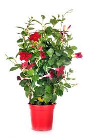 Image result for mandevilla obrázek