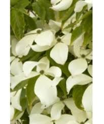 Large flowering trees in ohio. Flowering Trees Canton Road Garden Center Akron Ohio