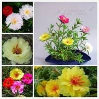 Piante orticole di diversa tipologia acquistabili e pronte per il trapianto in vaso o nell'orto. Jual Portulaca Terbaik Harga Murah July 2021 Cicil 0