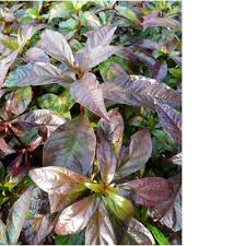 Image result for Heteropyxis natalensis