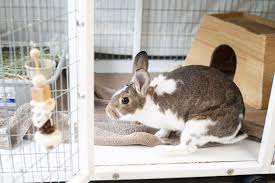 The sioux city public museum. Binky For Joy The Iowa City Animal Center Is Full Of Bunnies Little Village
