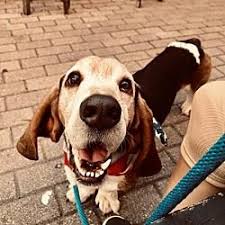 Ckc lemon&white basset hound puppies for sale four hundred dollars; Pin By Cindy Carr On Rescue Please Dog Quotes Pet Adoption I Love Dogs