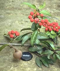 Image result for Symphonia globulifera