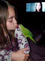 Parrots for rehoming in Deltona, Florida area