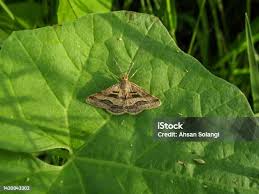 Image result for Mesotype parallelolineata