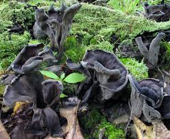 Image result for Craterellus fallax