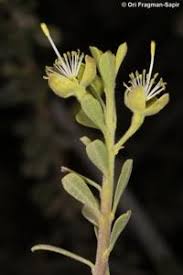 Image result for Maerua nervosa
