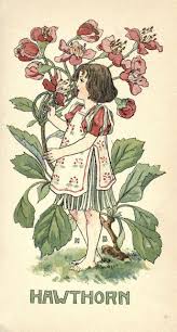 Bumble Button Nellie Benson Book Plates Of Darling Flower Children From 1901 Vintage Book Art Illustration Vintage Illustration