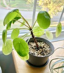 Image result for Pilea