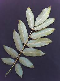 Image result for Millettia grandis