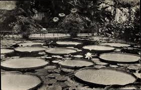 Im botanischen garten in dahlem leuchten die herbstfarben. Ansichtskarte Postkarte Berlin Zehlendorf Dahlem Akpool De
