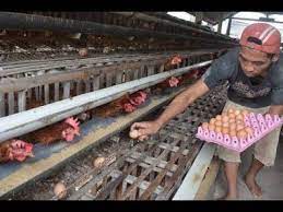 Memelihara ayam petelur itu bermanfaat dan menghibur. Cara Meningkatkan Panen Telur Ayam Usaha Budidya Ayam Petelur Organik Panen Tertinggi Pengusaha