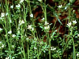 Image result for Cardamine