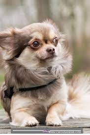 Pin On Animals And Pets