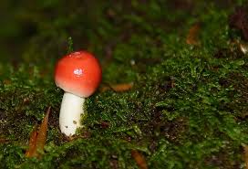 Image result for Russula polyphylla