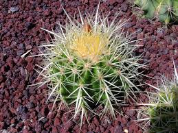 How to make cactus potting soil 'recipe. On Line Guide To The Positive Identification Of Members Of The Cactus Family