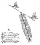 Image result for Brachystegia glaucescens