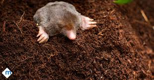 Discover the most common pest control chemicals that pest control businesses use on a daily basis. Voles Moles Gophers Oh My Controlling Burrowing Pests Moxie Pest Control Pests Pest Control Large Animals