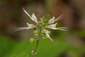 Image result for Ocimum filamentosum