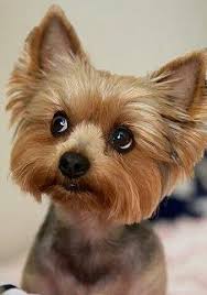 Miniature Black And Brown Yorkie Mini Yorkshire Terrier Yorkshireterrier Yorkshireterrier Hundar Djur Och Husdjur
