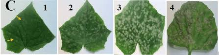 Image result for mildew on cucumbers