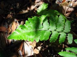 Image result for Diplazium humbertii