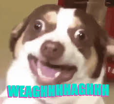 En komik gif'leri başka yerde aramayın! Trending Gif Mr Bubs Weaghhhhaghhh Hissing Dog