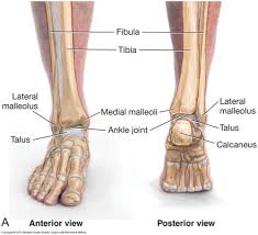 Ankle and malleolus are synonymous, and they have mutual synonyms. Week 1 Foot And Ankle Flashcards Quizlet