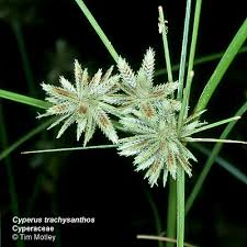 Image result for Cyperus tenax